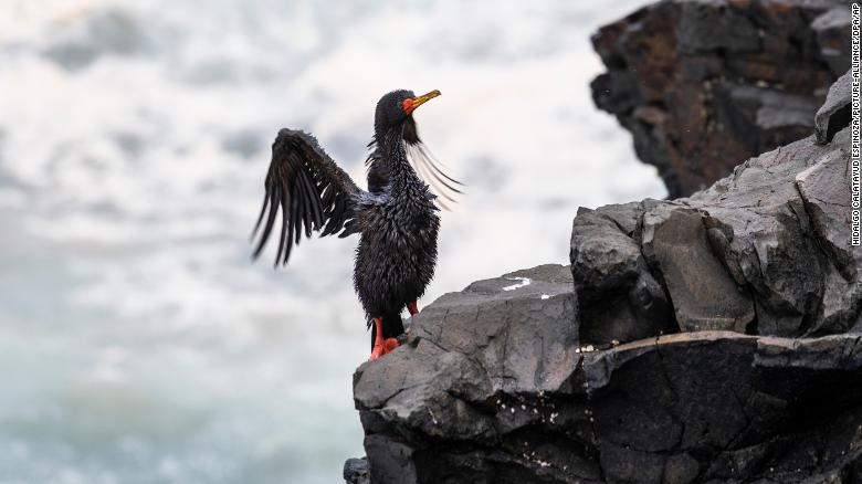 1 月 15 日秘鲁利马附近发生泄漏事件后，一只被油覆盖的鸟。